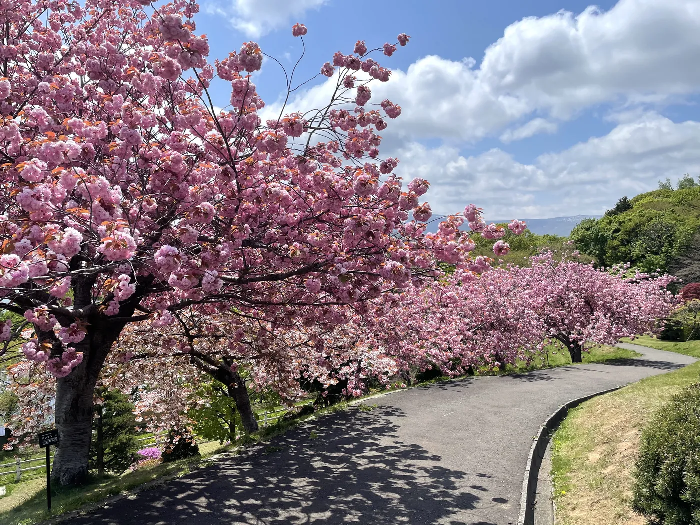 満開の八重桜と並木道